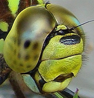 southern hawker